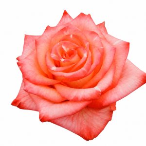 HIGH ORANGE