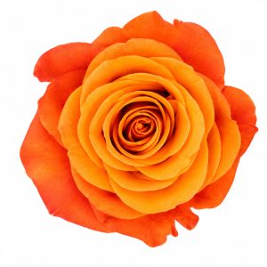 ORANGE CRUSH